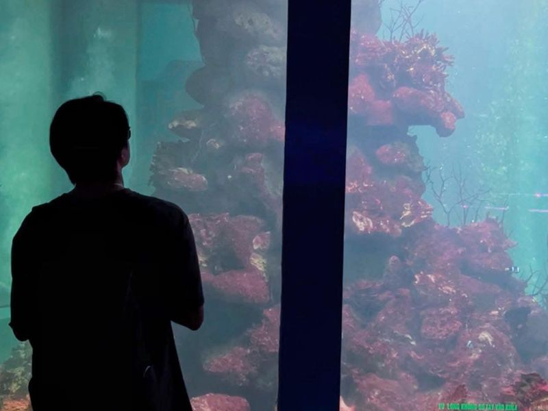 Thủy Cung Đầm Sen: Khám phá 'đại dương thu nhỏ' giữa lòng Sài Gòn 6