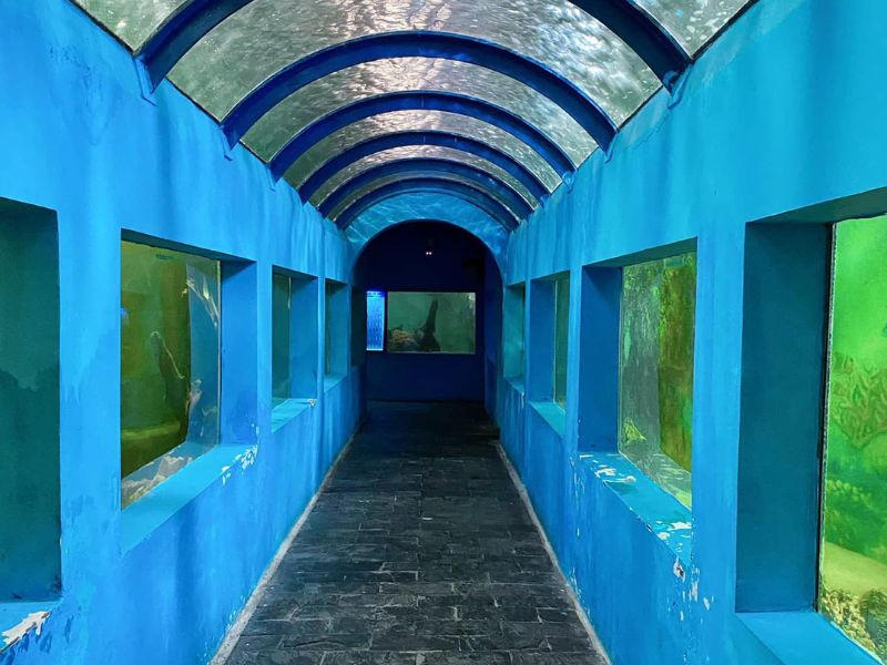 Thủy Cung Đầm Sen: Khám phá 'đại dương thu nhỏ' giữa lòng Sài Gòn 3