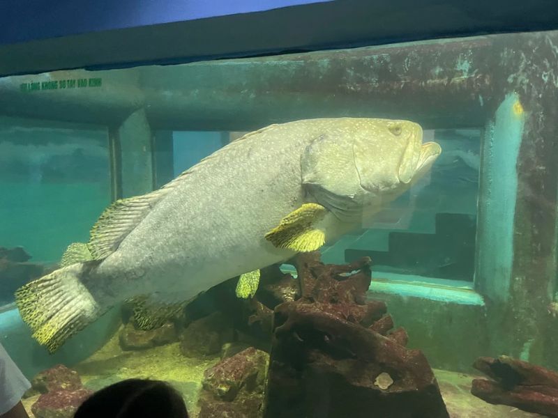 Thủy Cung Đầm Sen: Khám phá 'đại dương thu nhỏ' giữa lòng Sài Gòn 4