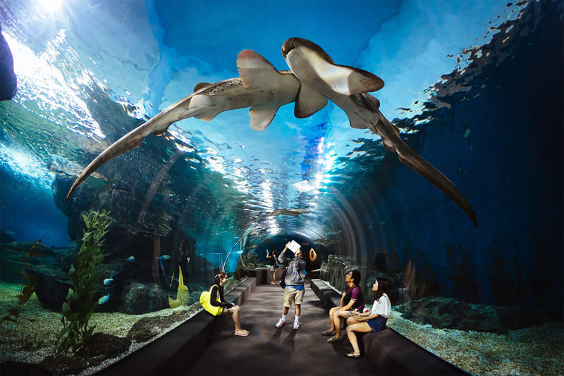 Thế giới đại dương tại Thủy cung Lotte với vẻ đẹp huyền ảo 3
