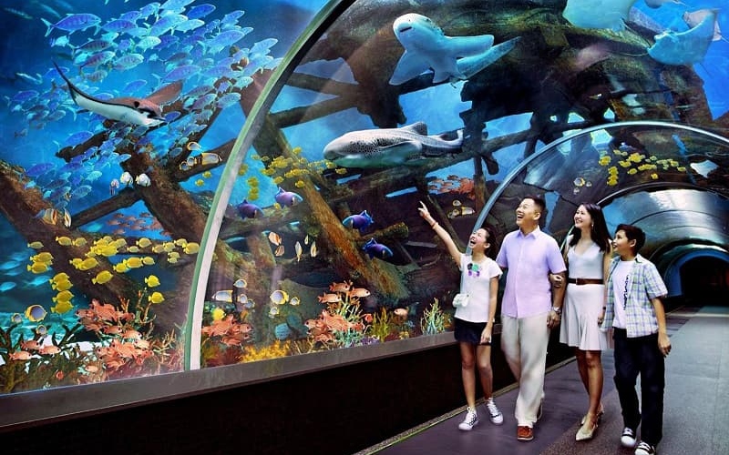 Thủy cung Phú Quốc: Đại dương thu nhỏ giữa lòng Vinpearl 6