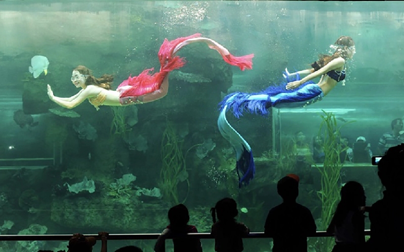 Thủy cung Phú Quốc: Đại dương thu nhỏ giữa lòng Vinpearl 9