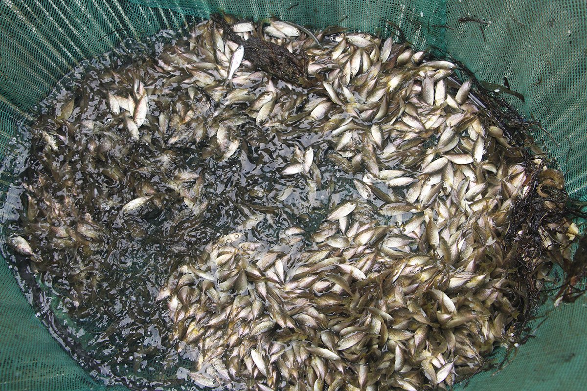 Thưởng thức mắm cá rò – Món đặc sản ngon nức tiếng của xứ Huế 3