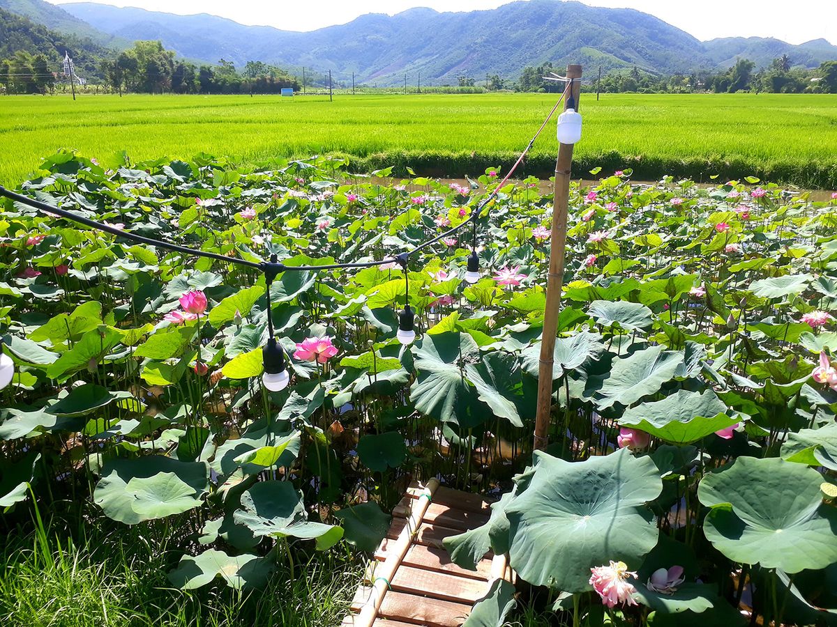 Tiệm Nhà Đô - Quán cà phê giữa cánh đồng lúa bình yên 6