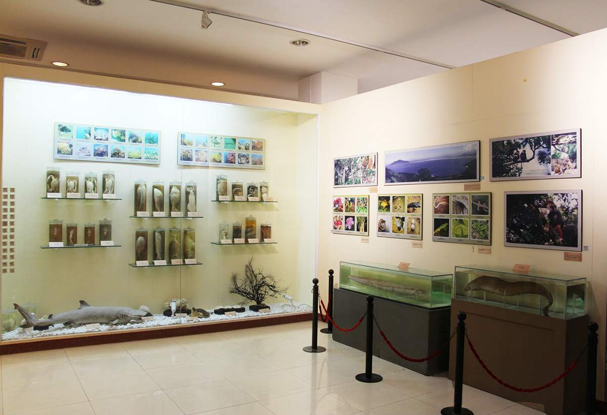 Tìm hiểu lịch sử phát triển của bảo tàng Đà Nẵng 4