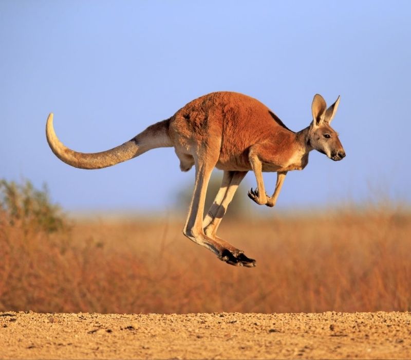 Tìm hiểu về chuột túi Kangaroo biểu tượng của nước Úc cùng những điều thú vị