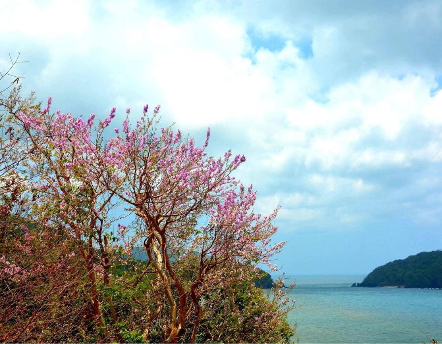 Tìm về những ngày hè Côn Đảo với phong cảnh đầy thơ mộng 6