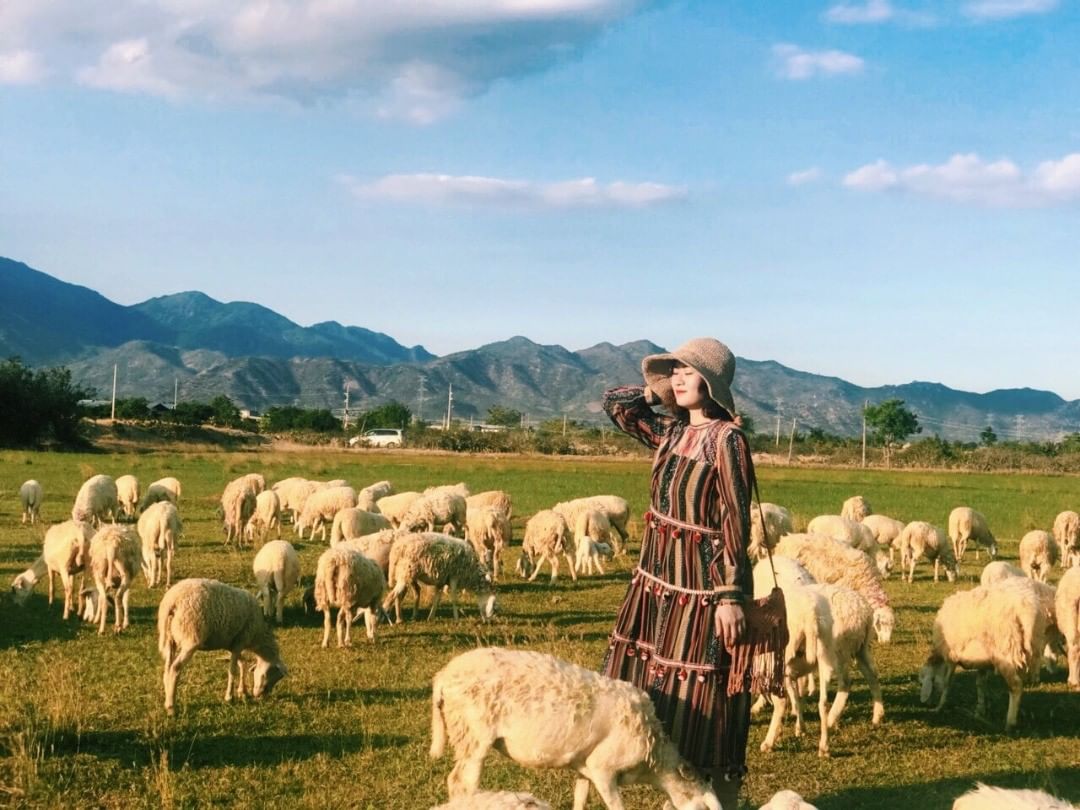 Top 3 Đồng cừu Ninh Thuận với cảnh sắc yên bình bạn không nên bỏ lỡ 3