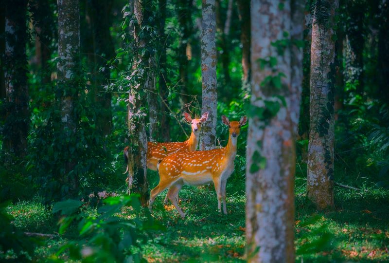 Tour đêm Rừng Cúc Phương với trải nghiệm ngắm thú đặc sắc 7