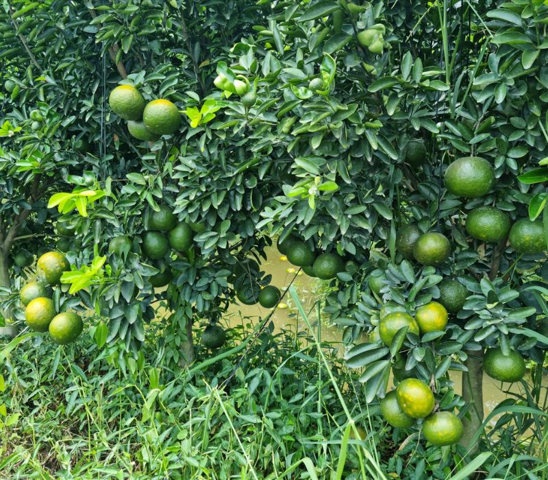 Du lịch Trà Ôn Vĩnh Long: Cẩm nang trải nghiệm từ A-Z cho tín đồ xê dịch 7