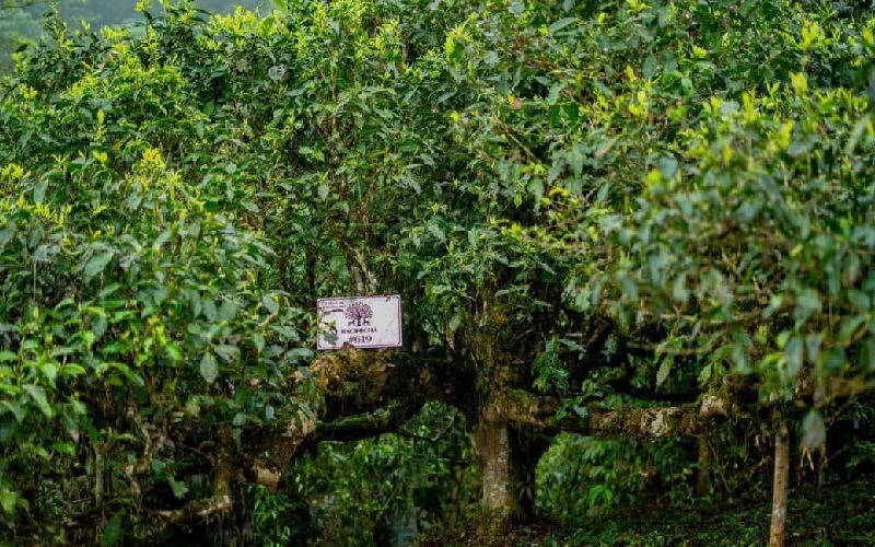 Trà shan tuyết cổ thụ và những công dụng hữu ích mang lại 3