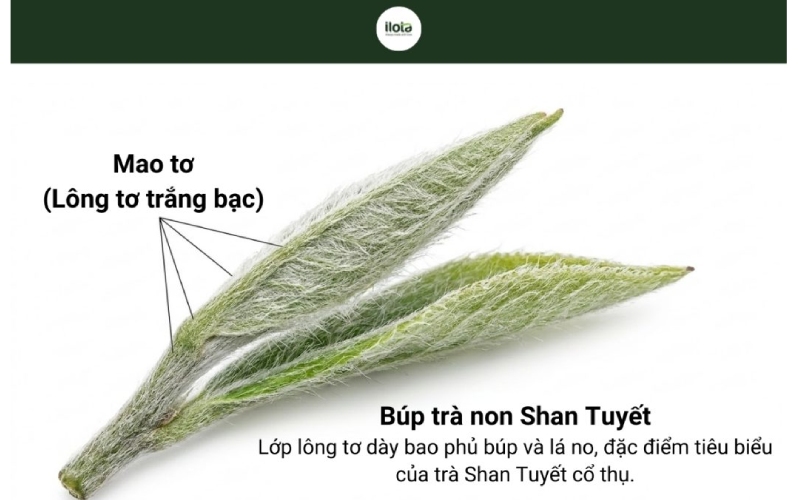 Trà shan tuyết cổ thụ và những công dụng hữu ích mang lại 4
