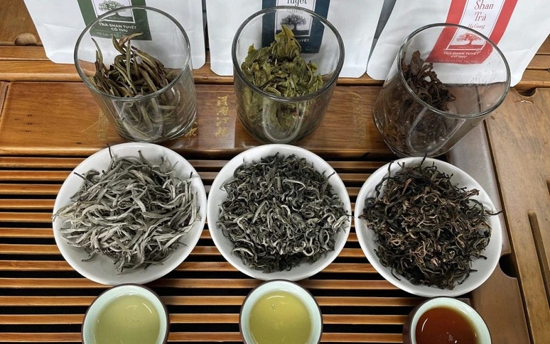 Trà shan tuyết cổ thụ và những công dụng hữu ích mang lại 8