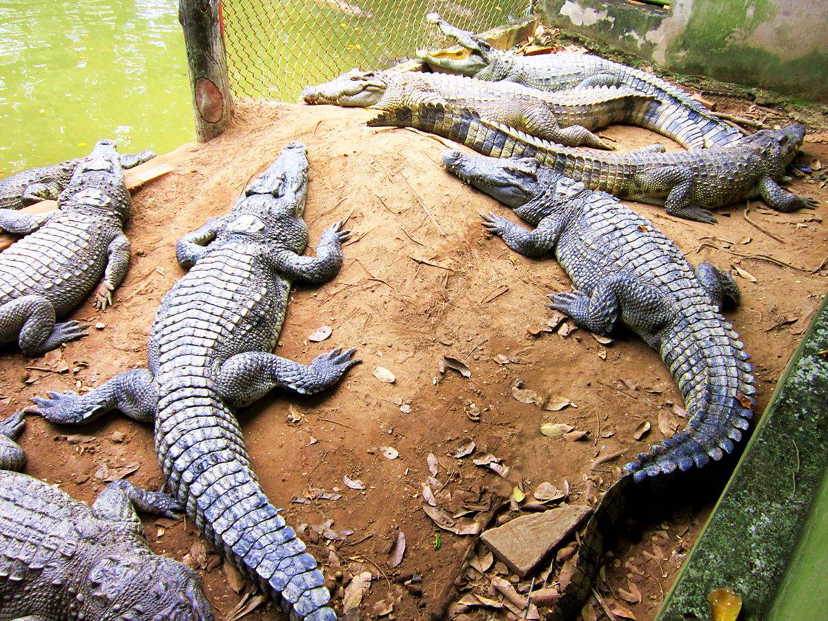 Trại Cá Sấu Long Xuyên, khám phá vương quốc của loài động vật kỳ thú 5