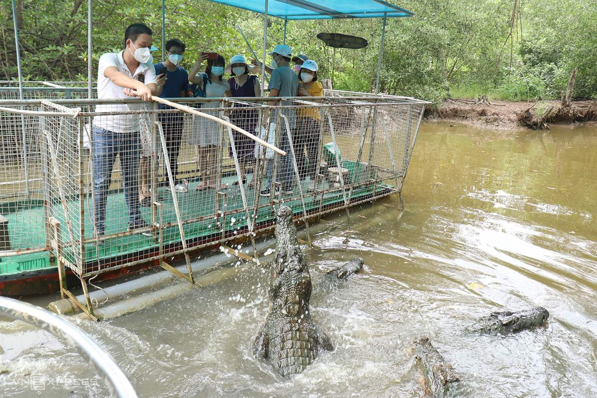 Trại Cá Sấu Long Xuyên, khám phá vương quốc của loài động vật kỳ thú 6