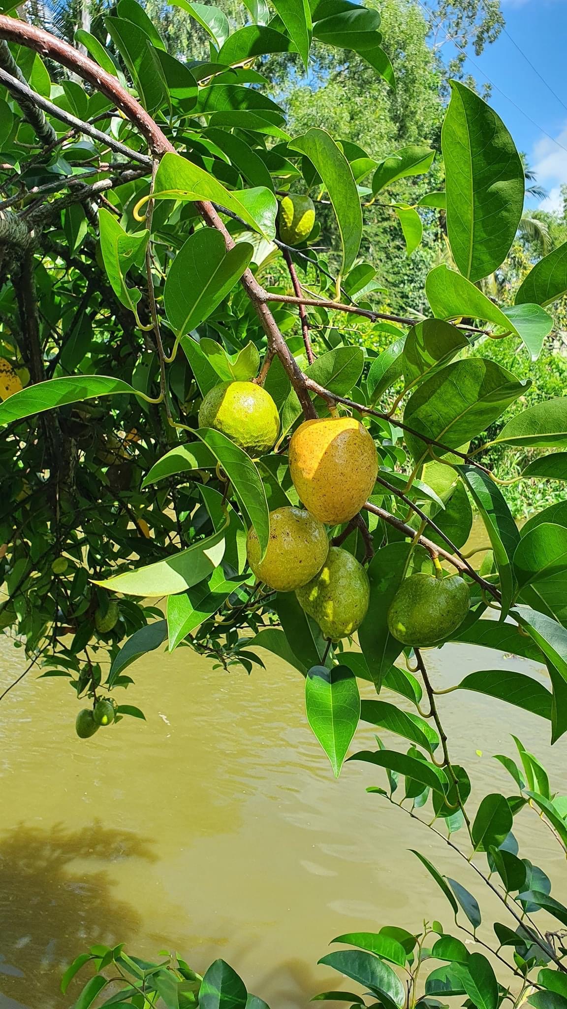 Top vườn trái cây miền Tây sai quả và những thức quà dân dã khó quên 8