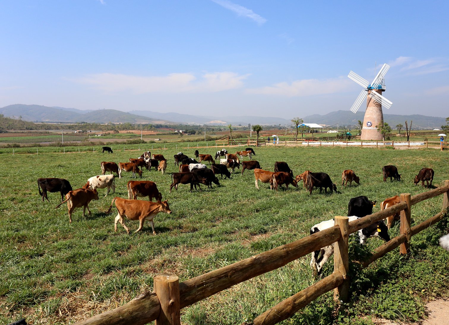 Trải nghiệm tại nông trại đạt chuẩn châu Âu Vinamilk Organic Milk Farm 3