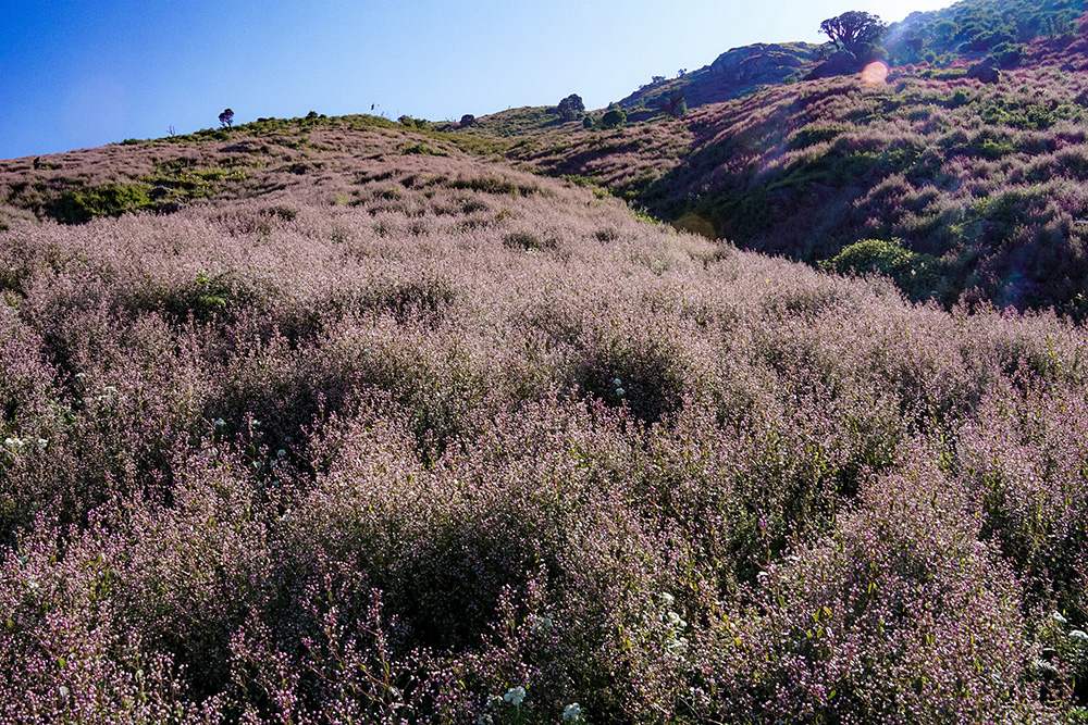 Trekking Tà Chì Nhù 2N3Đ - Chơi vơi giữa mây trời 5