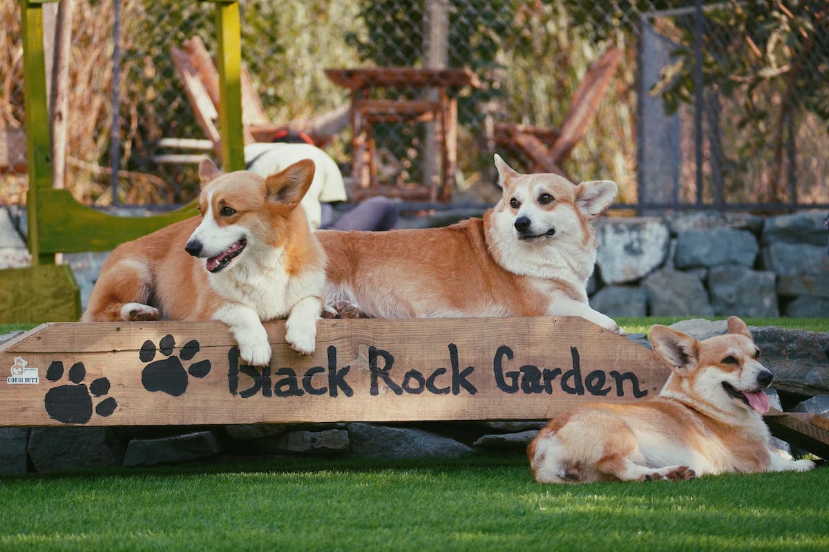 Trở về tuổi thơ bị chó rượt phiên bản đáng yêu tại nông trại cún cưng Black Rock Garden 4