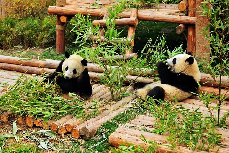 Du lịch Trung Quốc tháng 6 có gì đẹp và đáng trải nghiệm? 11