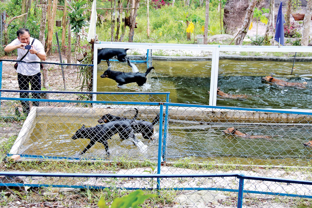 Trung tâm bảo tồn chó xoáy Phú Quốc – Quốc khuyển linh hồn của đảo Ngọc 9