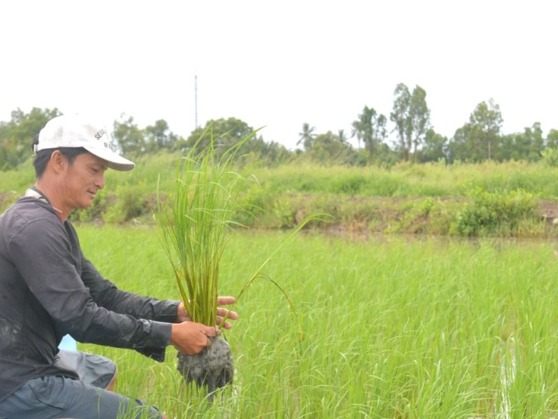 Tứ Kỳ Hải Dương: Khám phá đặc sản rươi, làng nghề và nét quê Bắc Bộ 6