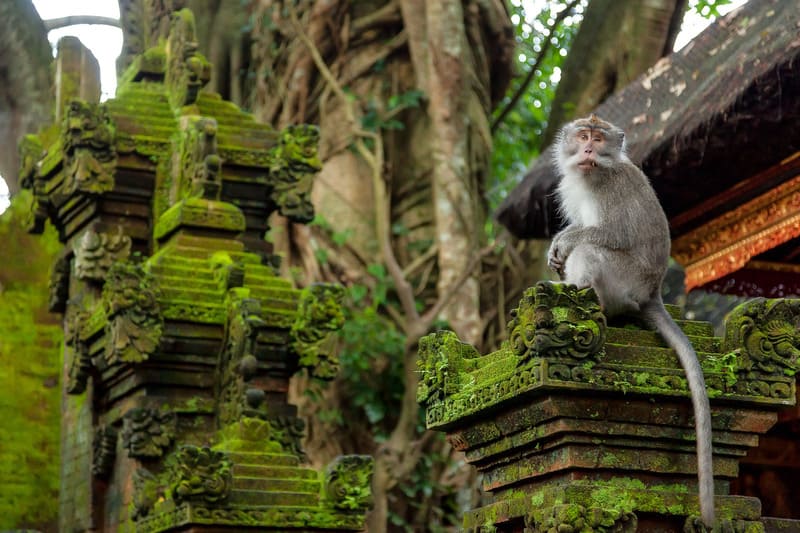 Trải nghiệm du lịch Ubud, nơi rực rỡ sắc màu văn hóa bản địa Bali 11