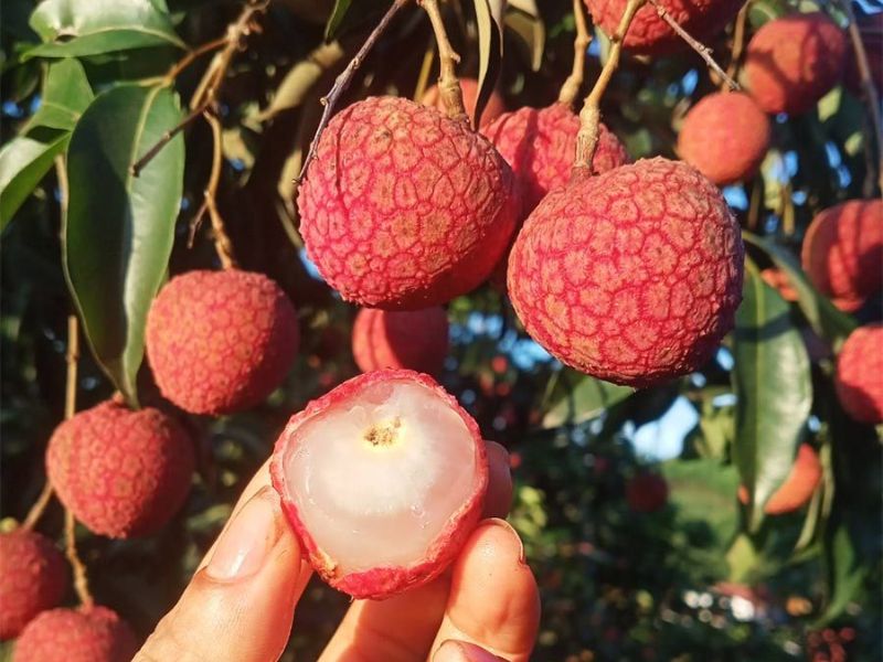 Vải thiều Lục Ngạn mùa nào ngon? Giá bán và cách chọn mua 3