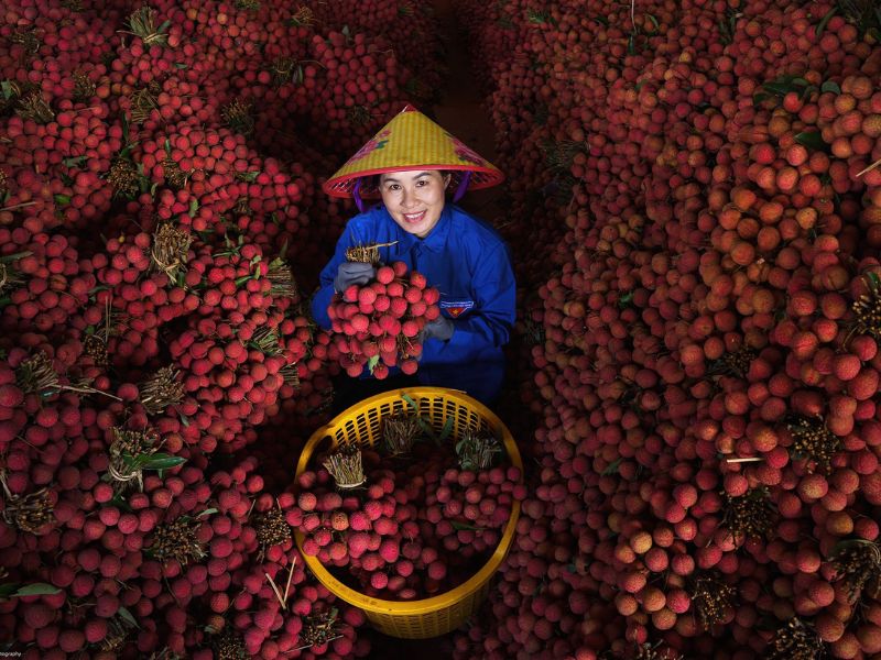 Vải thiều Lục Ngạn mùa nào ngon? Giá bán và cách chọn mua 6