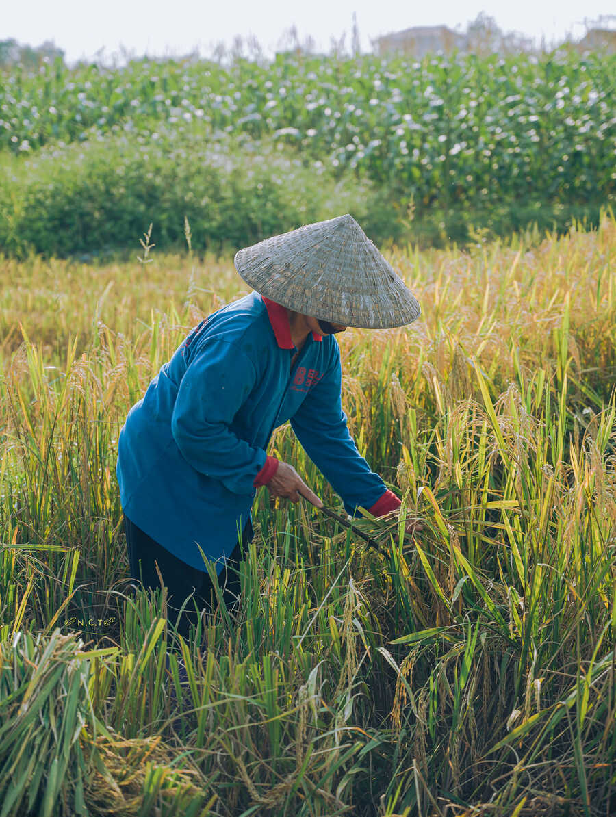 Vẻ đẹp của Làng cổ Đường Lâm trong mùa thu hoạch vụ lúa hè thu 2