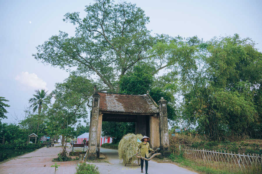 Vẻ đẹp của Làng cổ Đường Lâm trong mùa thu hoạch vụ lúa hè thu 6