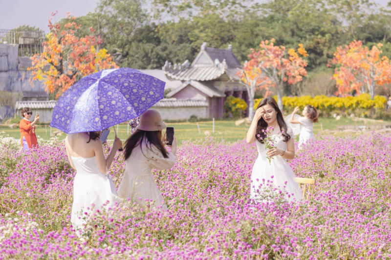 Vẻ đẹp của Mùa hoa bách nhật tím Hà Nội mỗi khi nở rộ 6