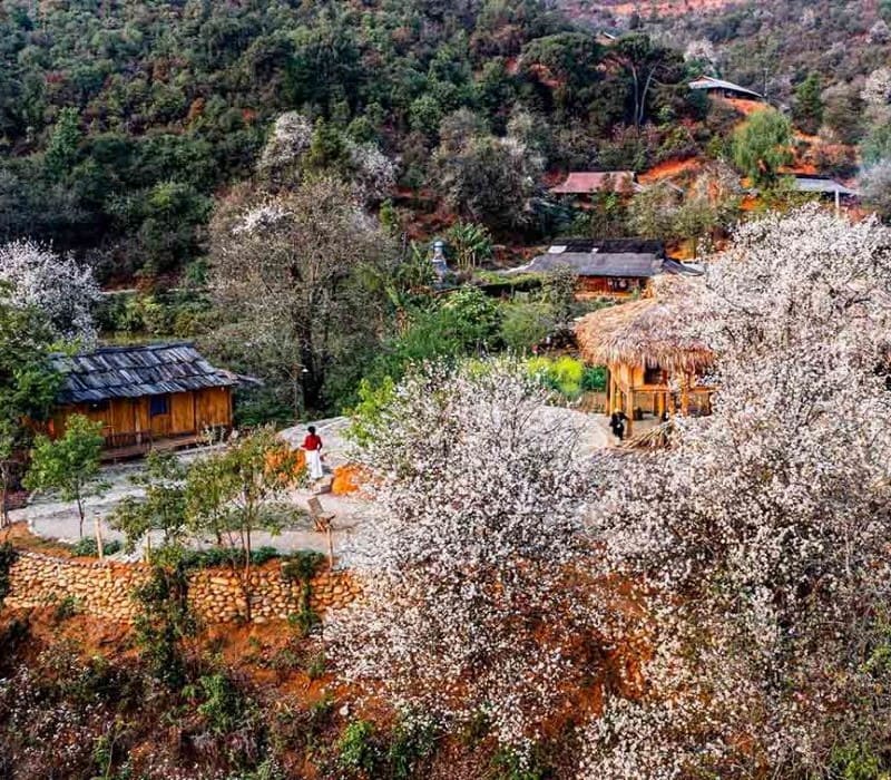 Vẻ đẹp tinh khôi của hoa sơn tra giữa núi rừng Tây Bắc