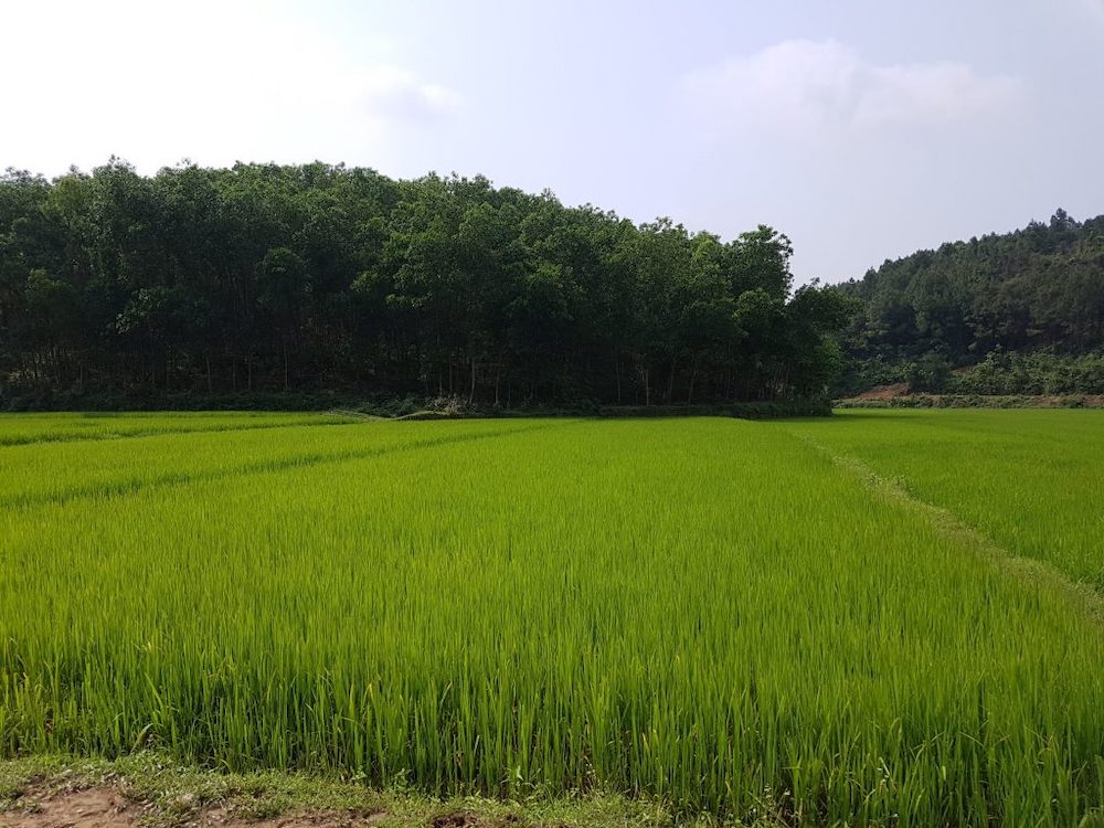 Về làng du lịch Bồng Lai Quảng Bình để thử cảm giác nông dân chính hiệu 6