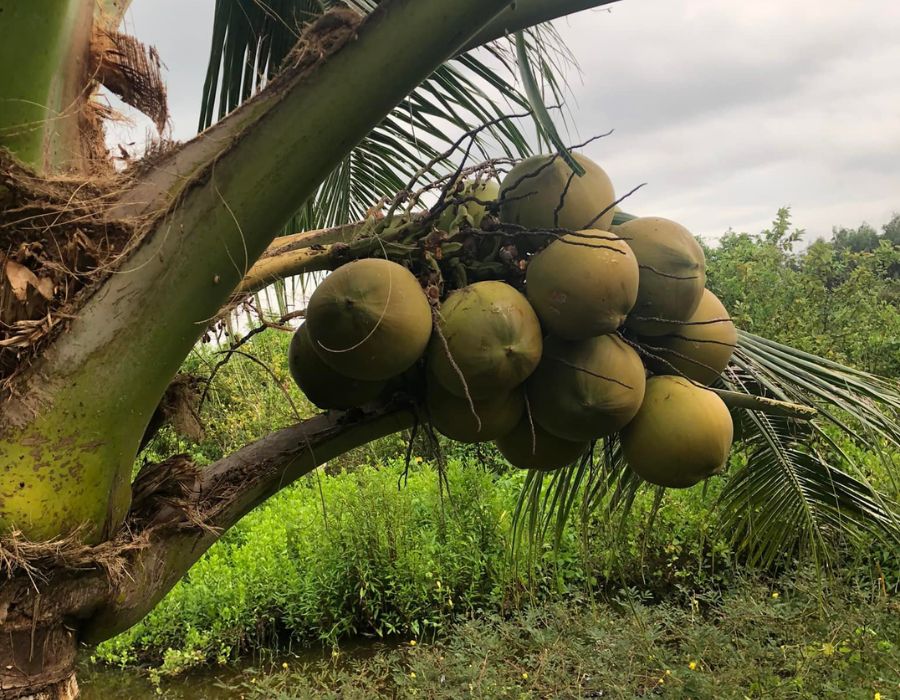 Về thăm Khu du lịch sinh thái quốc tế Cà Mau yên bình 6