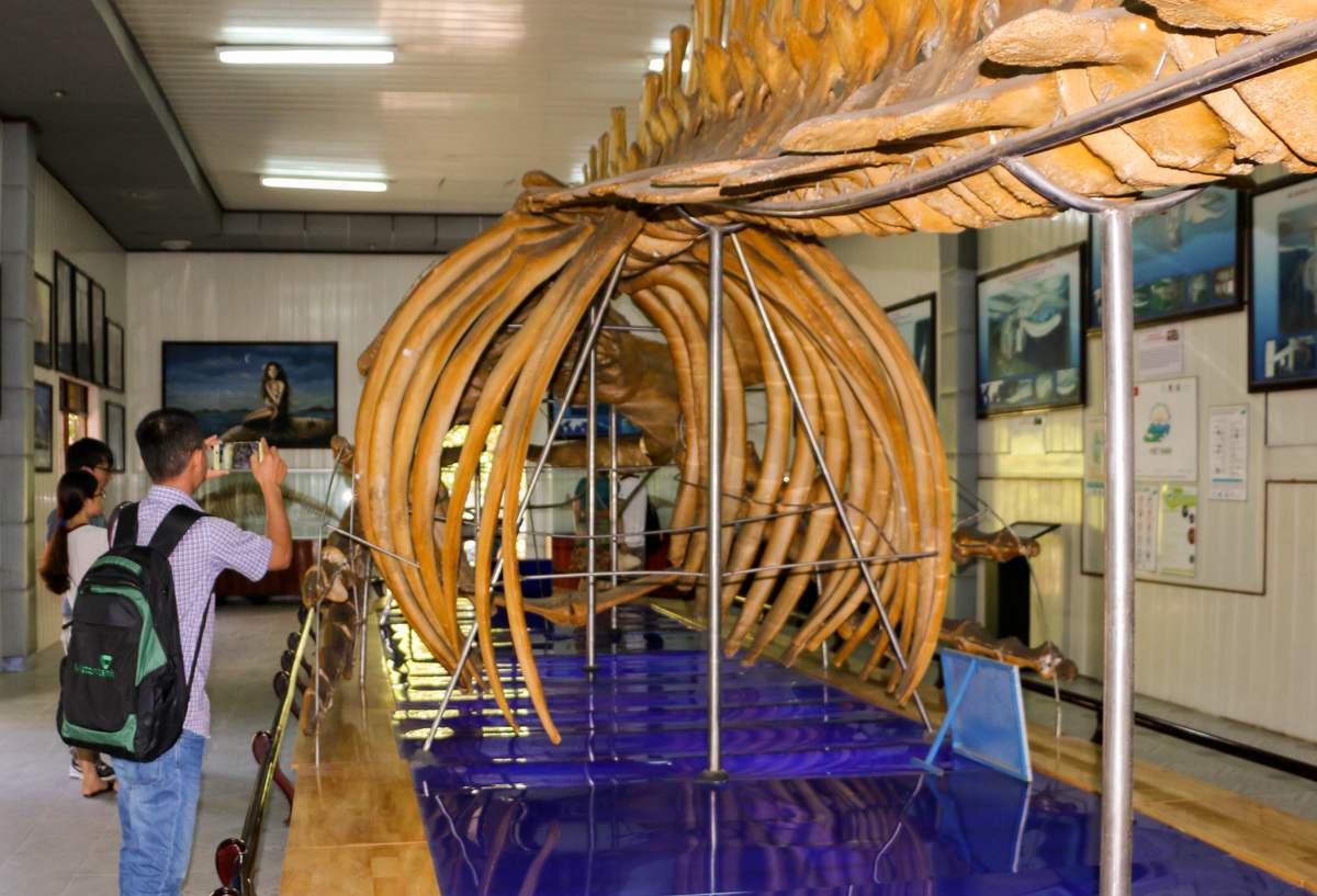 Viện Hải Dương Học Nha Trang - Nơi bảo tồn mẫu vật của hơn 5000 loại sinh vật biển 12