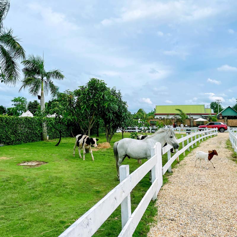 Vietgangz Glamping và trải nghiệm cắm trại giữa lòng thành phố 9