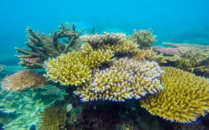 Khám phá Vịnh Côn Sơn: Viên ngọc xanh giữa lòng Côn Đảo 4