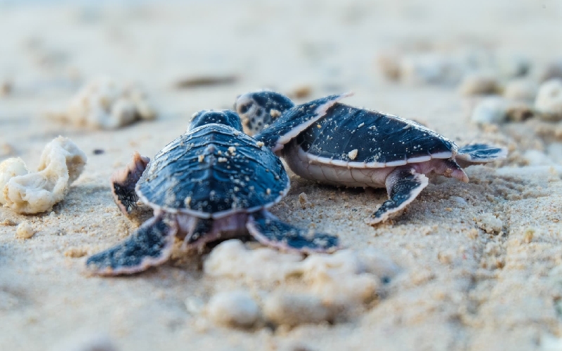 Khám phá Vịnh Côn Sơn: Viên ngọc xanh giữa lòng Côn Đảo 5