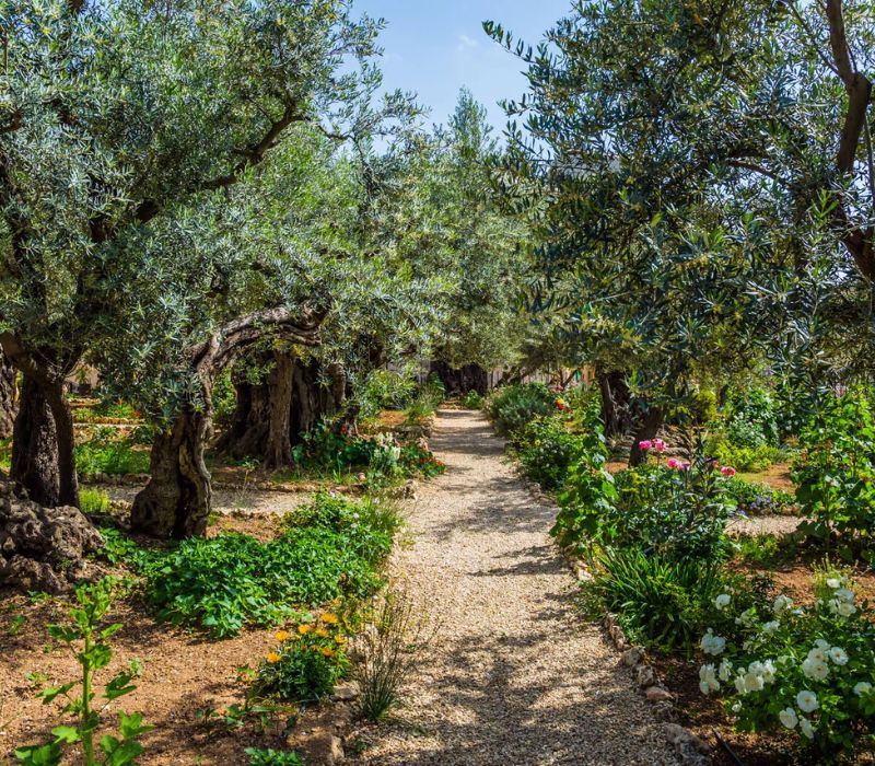 Khám phá Vườn Cây Dầu (Gethsemane): Hành trình tìm về Thánh địa Jerusalem 3
