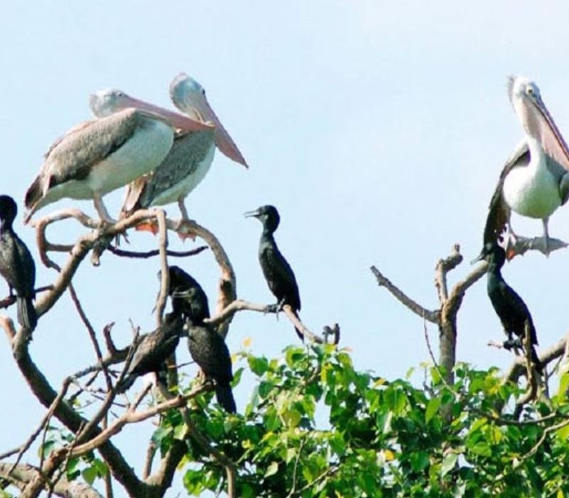 Vườn chim Bạc Liêu, nơi hội tụ hàng ngàn loài chim quý hiếm 2