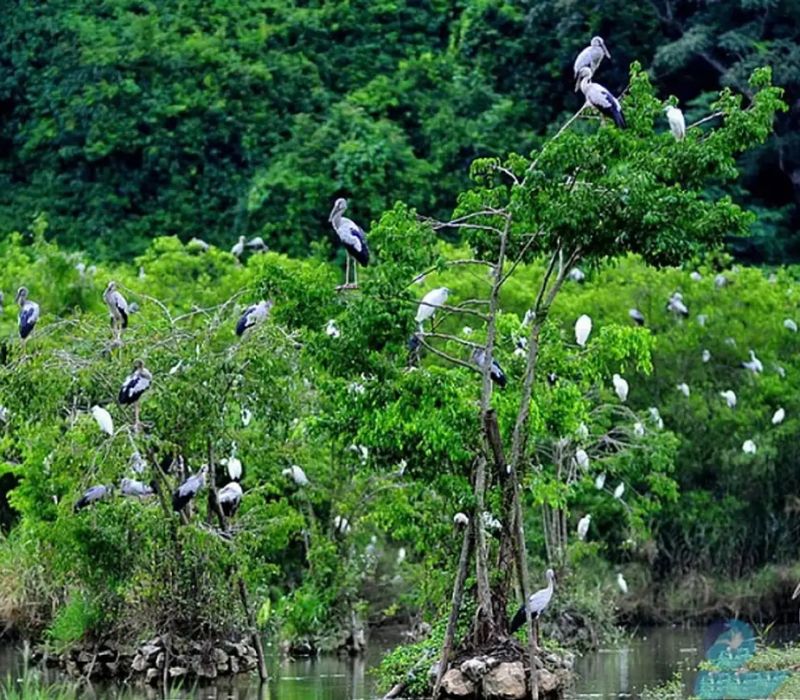 Vườn chim Bạc Liêu, nơi hội tụ hàng ngàn loài chim quý hiếm 8
