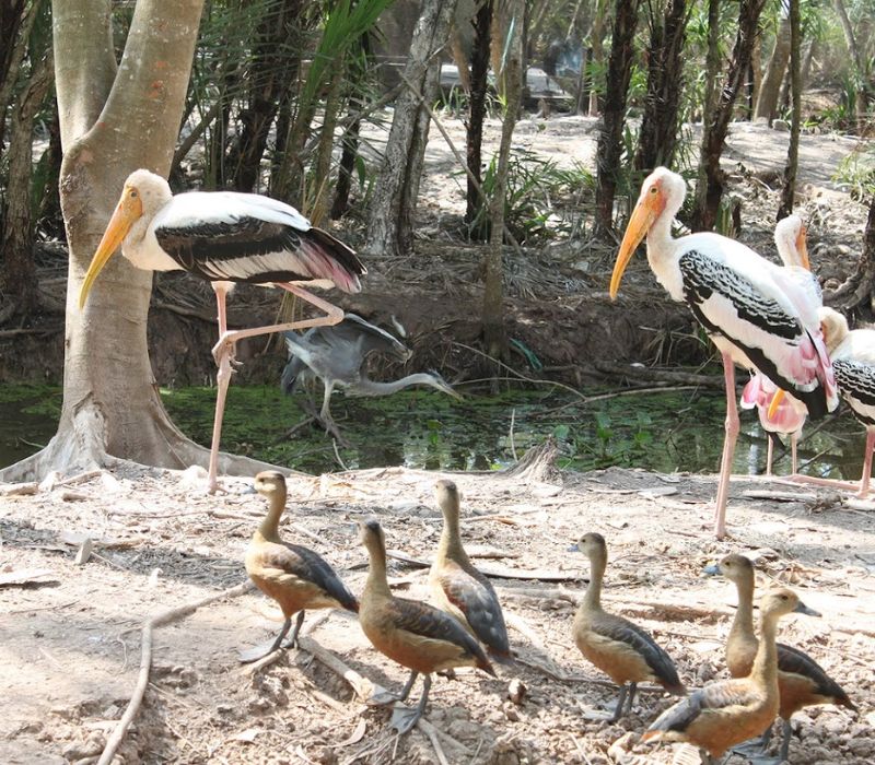 Vườn chim Bạc Liêu, nơi hội tụ hàng ngàn loài chim quý hiếm 5