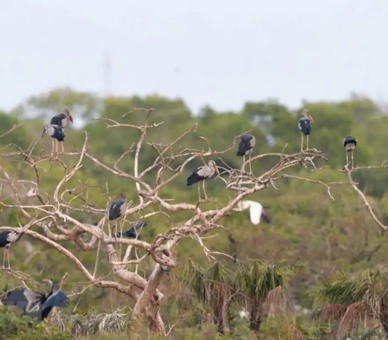 Vườn chim Bạc Liêu, nơi hội tụ hàng ngàn loài chim quý hiếm 6