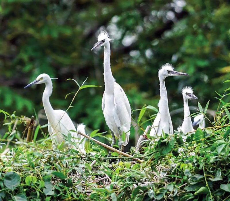 Vườn chim Bạc Liêu, nơi hội tụ hàng ngàn loài chim quý hiếm 7