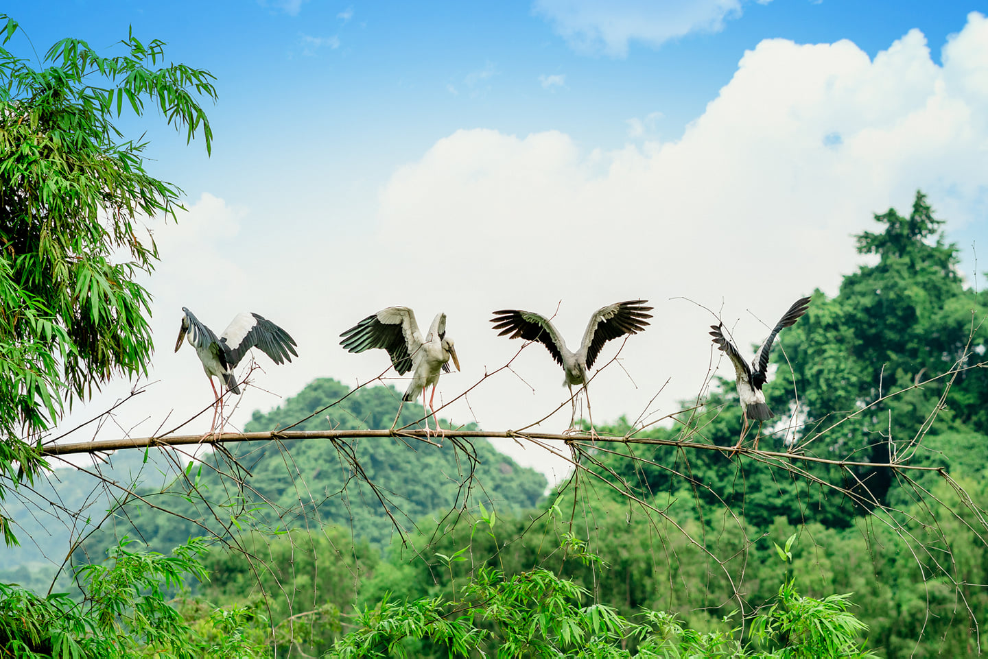 Vườn chim Thung Nham - Lạc vào vương quốc các loài chim ở Ninh Bình 3
