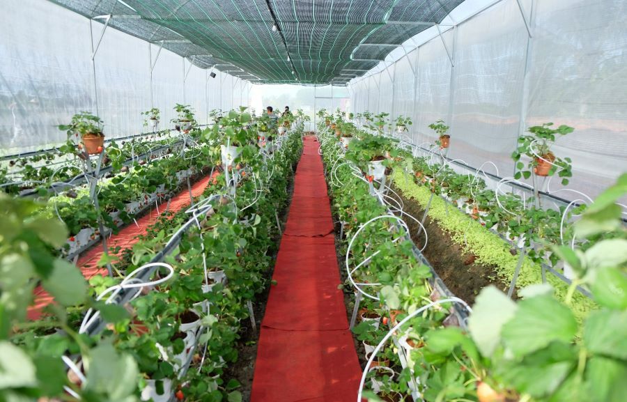 Vườn dâu tây Cà Mau Farm độc đáo như Đà Lạt thu nhỏ 3