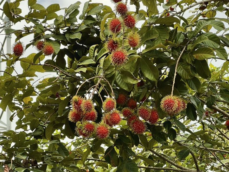 Vườn du lịch sinh thái Lung Tràm: Điểm vui chơi thả ga cuối tuần 4