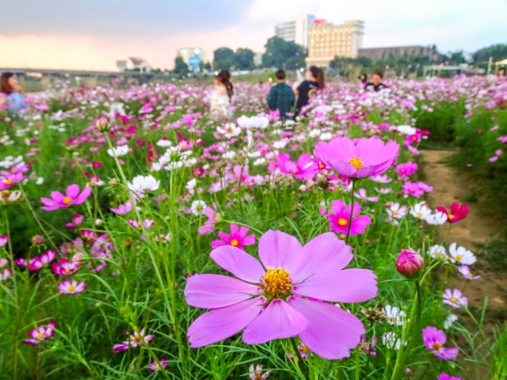 Vườn hoa Anh Việt đầy sắc màu bên dòng sông Đăk Bla hiền hoà 6
