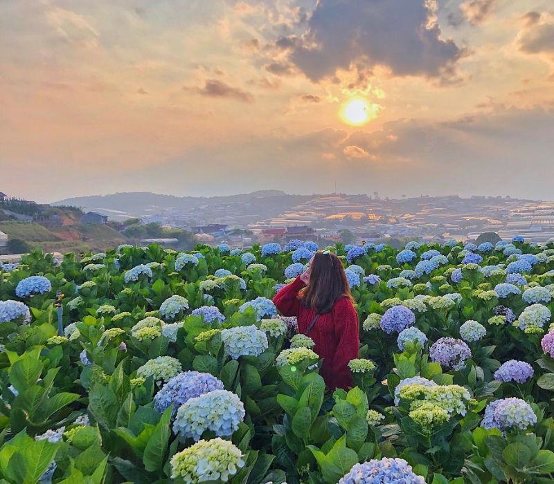 Top 9 vườn hoa Đà Lạt với vẻ đẹp thơ mộng bạn không nên bỏ lỡ 5